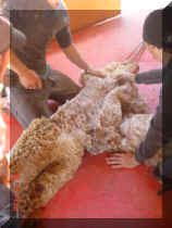 DSC00314_281x375.JPG (17441 bytes)