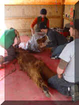 DSC00315_281x375.JPG (18129 bytes)